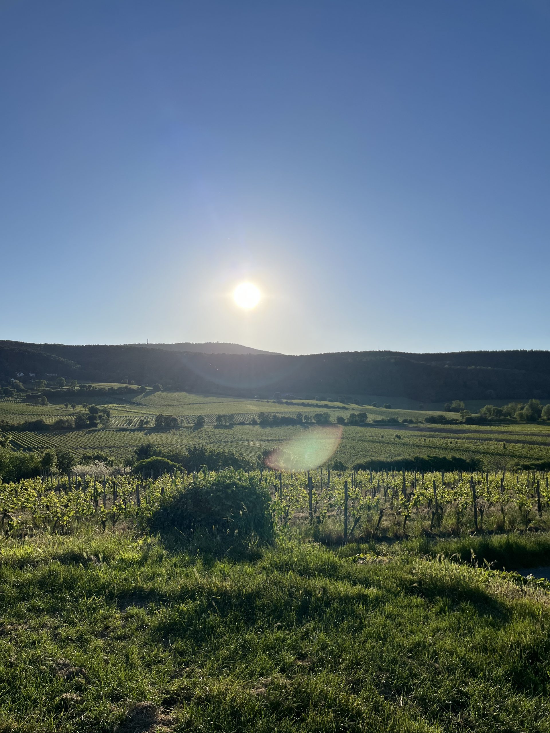 WineYoga Herrenberg <br>Fr. 28.08.2026 <br>Beginn 18:30 Uhr – Bild 3